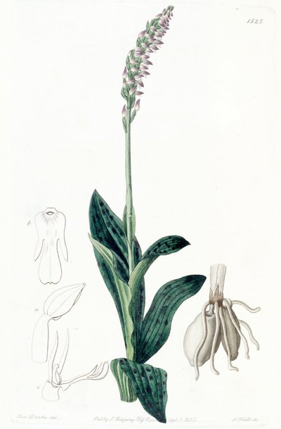 Neotinea maculata by Miss Drake